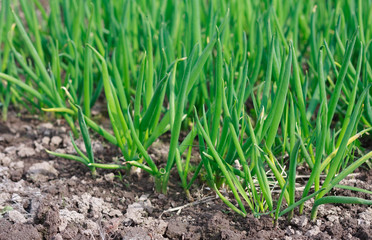 Spring green onions are sprouts