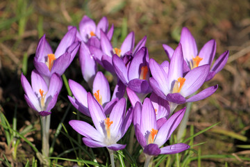 lila crocuses 5