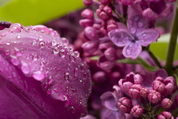 Purple lilac and water drop