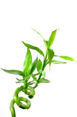 Nature lucky bamboo