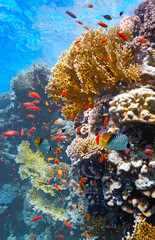 Coral scene on the reef