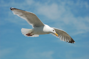Fliegende Möwe