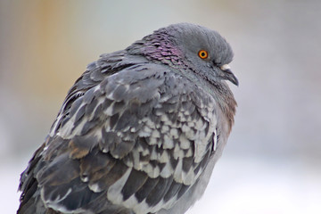 close-up pigeon on a perch