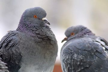 Two pigeons on a perch