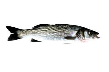 Sea Bass Fish Isolated