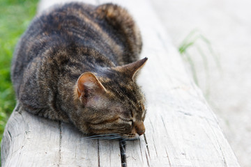 Sleeping cat