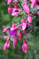 Fuchsia