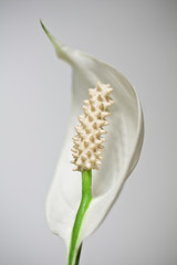 White Spathiphyllum flower