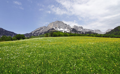Almwiese im Berchtesgadener Land