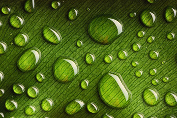 Water drops on leaf