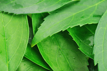 green leaves very close up