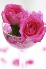 Fototapeta premium Rose in the cup.