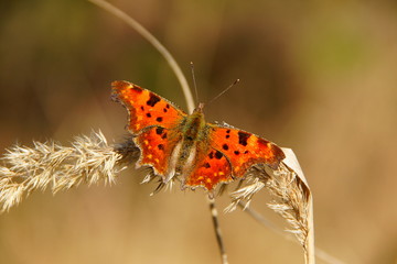 Schmetterling
