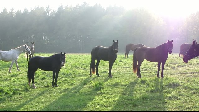 Pferde im Abendlicht
