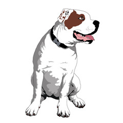 american bulldog