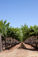 Fototapeta na wymiar Napa Valley vineyard
