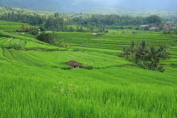 Fototapeta premium Rice Fieald at Bali Indonesia