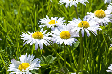 Gänseblümchen (Bellis perennis)