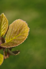 Feuille de kiwi