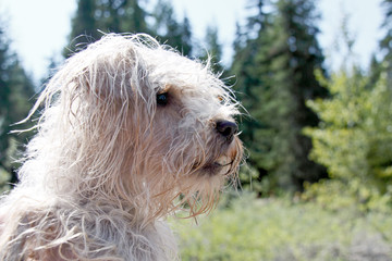 Profile of Wet White Miniature Schnauzer Dog