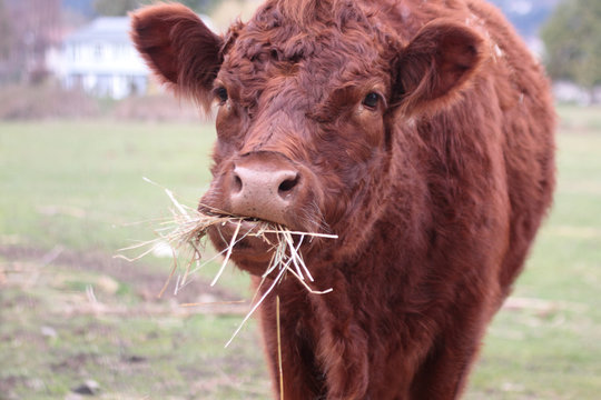 Reddish Brown Cow Eating Hay