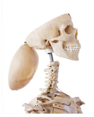 Skeleton with open cranium