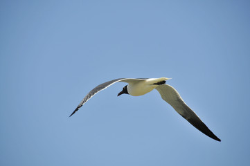 Seagull