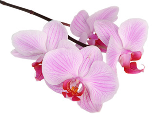 Fototapeta na wymiar Pink stripy phalaenopsis orchid