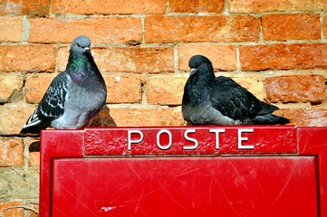 Tauben auf Briefkasten