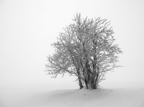 Nebel
