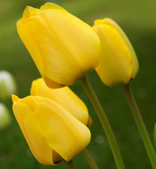 Fototapeta premium gelbe tulpen