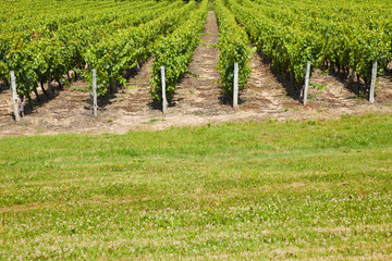 Vineyard rows behind green grass