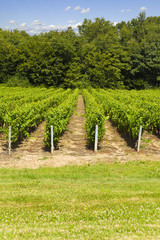 Fototapeta na wymiar Big vineyard in a sunny summer day