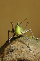 exotic grasshopper