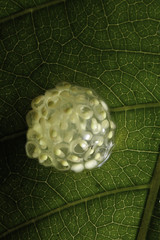 Obraz premium frog eggs