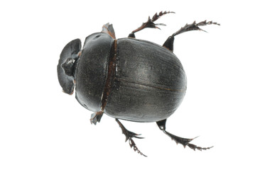 insect dung beetle