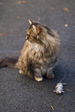 Cat with dead mouse on driveway