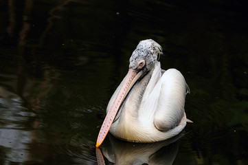 PElican