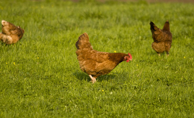 hen