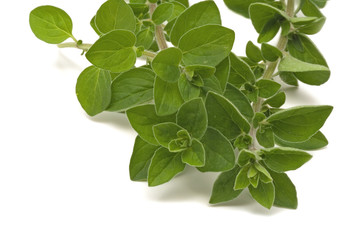 Oregano