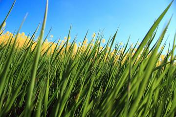 Fototapeta premium fresh green grass