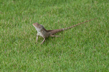 Garden Lizard
