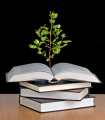 Tree growing from open book
