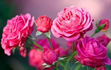 pink roses on green grass background