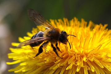 Biene auf Löwenzahn