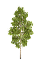 Fototapeta premium tree birch cg