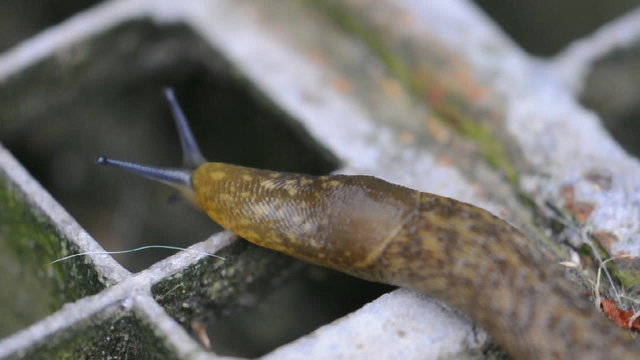 Lumaca