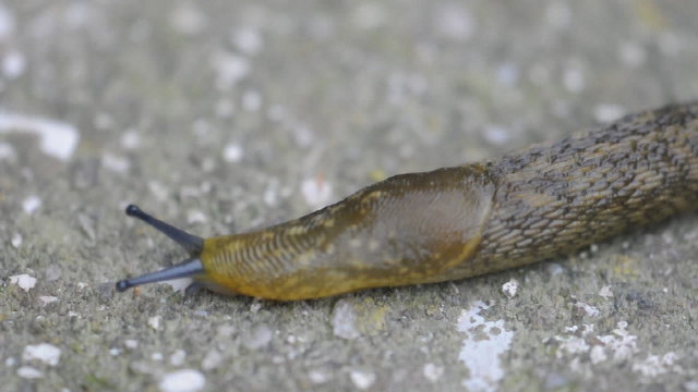 lumaca