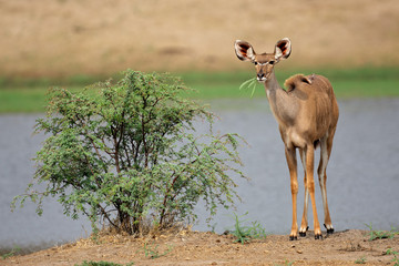 Kudu antelope (Tragelaphus strepsiceros), South Africa