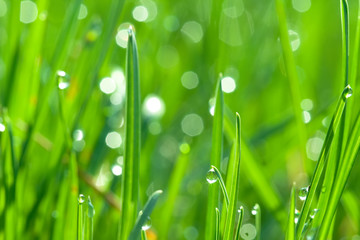 Fototapeta premium green grass